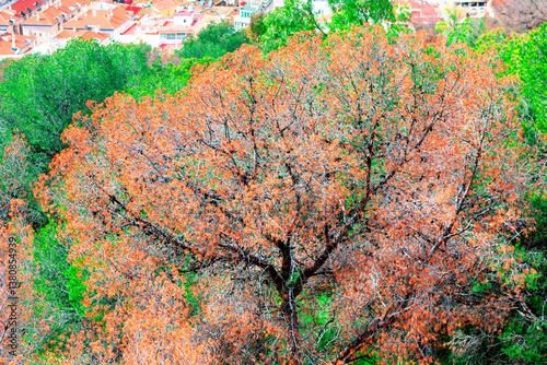 Obraz na płótnie Tall tree adorned with warm orange and brown leaves, symbolizing the essence of autumn. In background, a charming town with red-roofed buildings nestled amidst a vibrant mix of green foliage w salonie