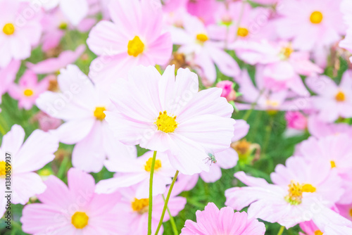 Cosmos flowers blooming in garden,pink cosmos flower blooming in the field,Pink Cosmos bipinnatus or Mexican aster.