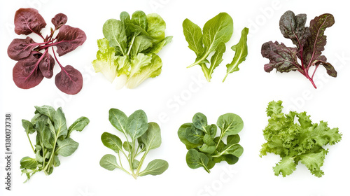 Salad ingredients. Leafy vegetables icons set. Organic and vegetarian illustration with Pak choi, Spinach, Rucola, Radicchio, Indivia belga, Mangold, Sorrel, Romaine, Lettuce and Palla Rossa. Vector 