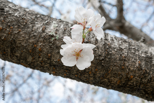 Cherry blossom sakura flowers grow on the tree branch