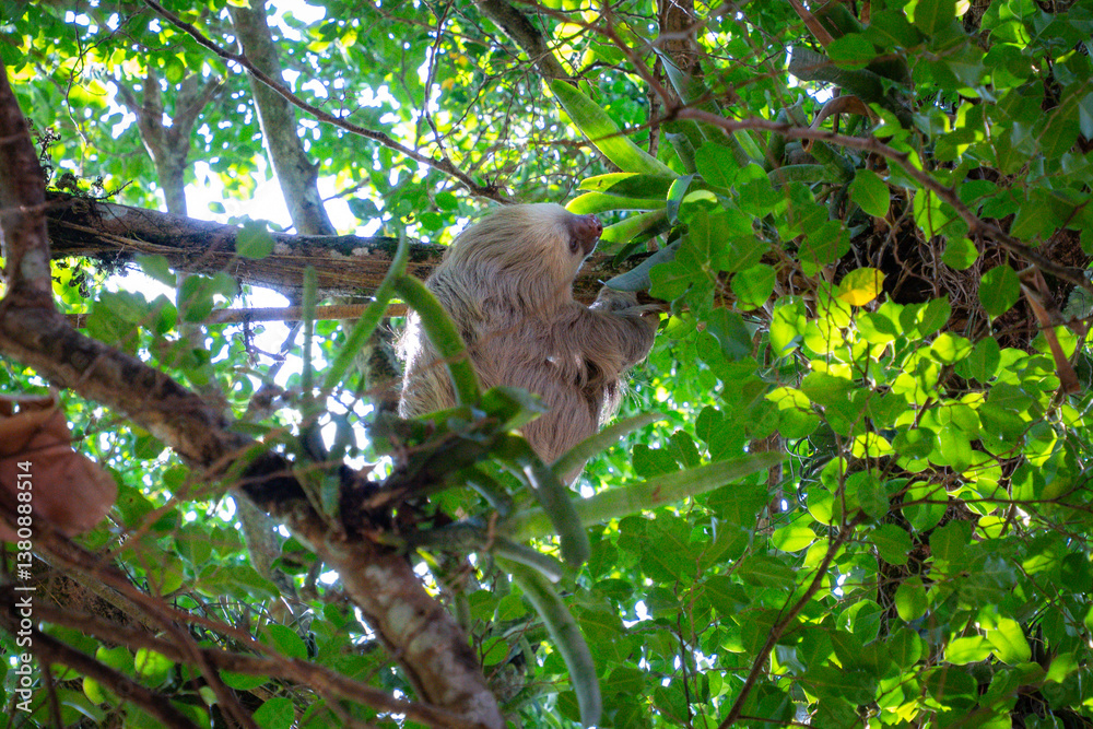 Fototapeta premium Entspanntes Faultier im Baum