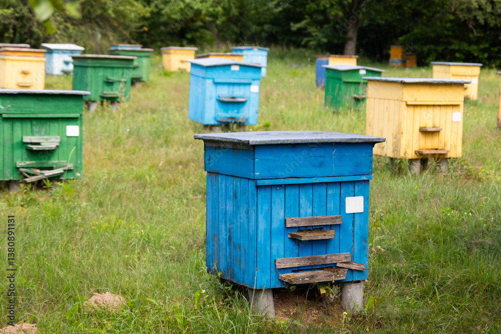 Colorful beehives with bees in the meadow. Wooden houses for bees on a sunny summer day. Apiary Colorful beehives with bees in the meadow. Wooden houses for bees on a sunny summer day. Apiary