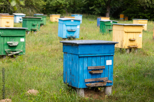 Colorful beehives with bees in the meadow. Wooden houses for bees on a sunny summer day. Apiary