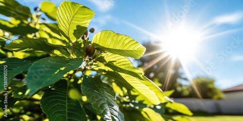Bright sunlight shining through vibrant green leaves in a sunny garden
