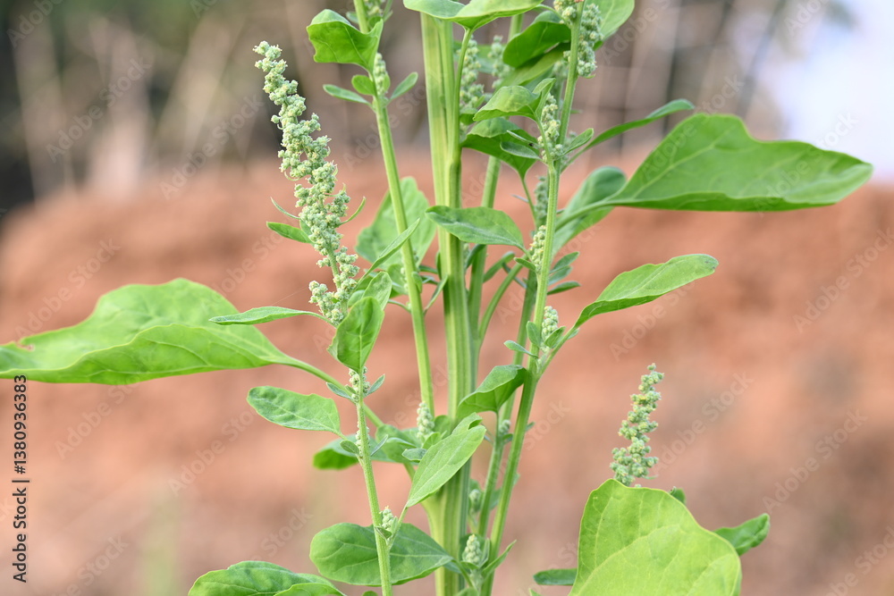Obraz premium Chenopodium album plants. It &nbsp;is a fast growing&nbsp;weedy&nbsp;annual plant&nbsp;in the genus&nbsp;Chenopodium. It's other names &nbsp;lamb's quarters,&nbsp;melde,&nbsp;goosefoot,&nbsp;wild spinach&nbsp;and&nbsp;fat-hen. It is a popular greens.