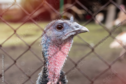 A wild turkey stands near a fence, its distinctive feathers and vibrant colors clearly visible. Selective focus