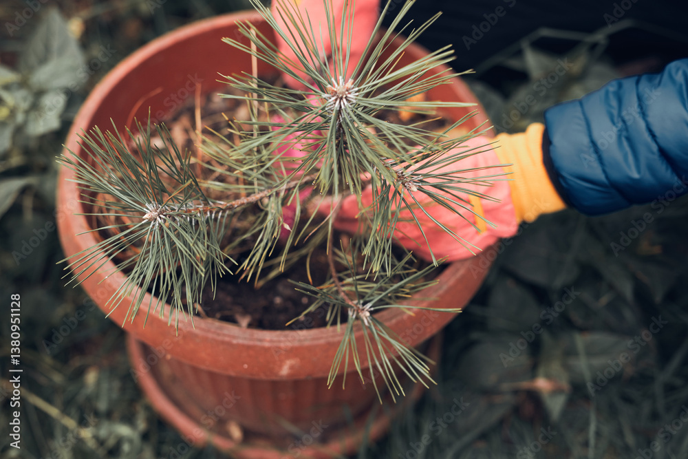 Man planting small pine tree in a pot.