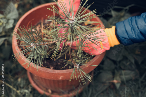 Obraz na płótnie Man planting small pine tree in a pot. w salonie
