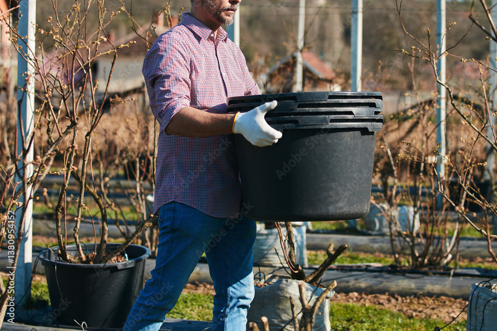 A male gardener with big plastic pots working in an blueberries organic farm.