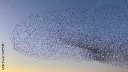 Starling birds murmuration in the sky during sunset at the end of a winter day. Huge groups of starlings (Sturnidae) in the sky that move in shape-shifting clouds before the night. Sparrow hawks bird 