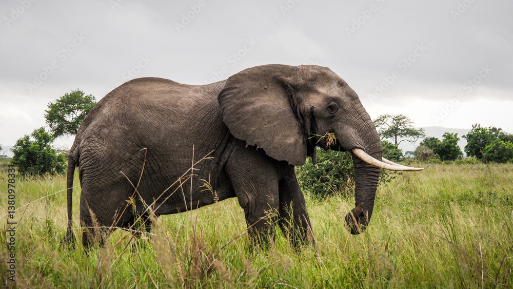 Elephant seen in Mikumi National Park in Tanzania Elephant seen in Mikumi National Park in Tanzania