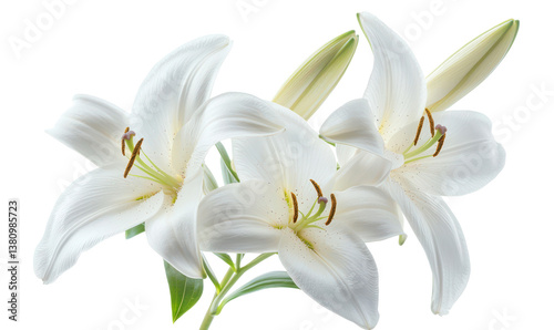 Delicate High Angle Shot of White Lilies Symbolizing Purity and Beauty Isolate on Transparent Background, cutout, png