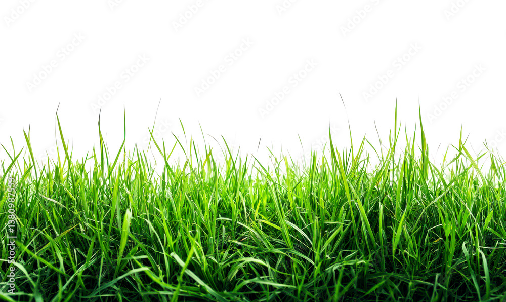 Obraz premium Lush Green Grass Texture in Bright Natural Isolate on White Background