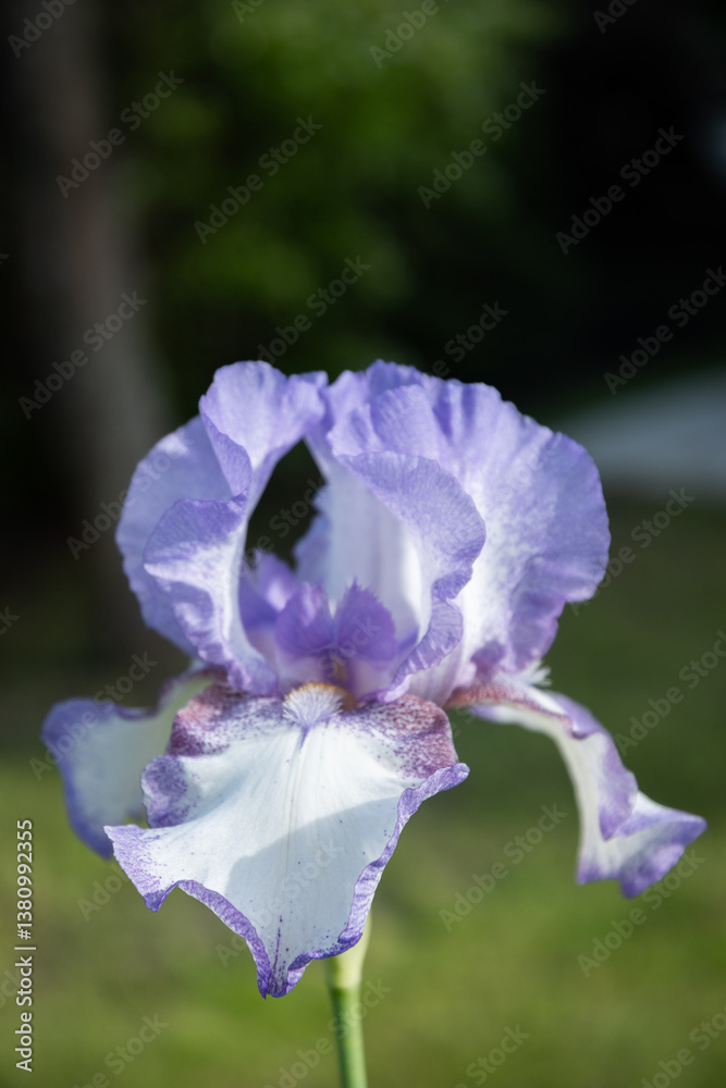 Popular Iris flower in summer garden on flowerbed. Vertical. Close up. Outdoors.