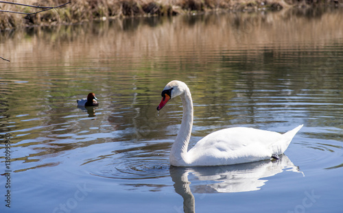 Fototapeta Naklejka Na Ścianę i Meble -  swans and ducks swim on the river on a sunny spring day