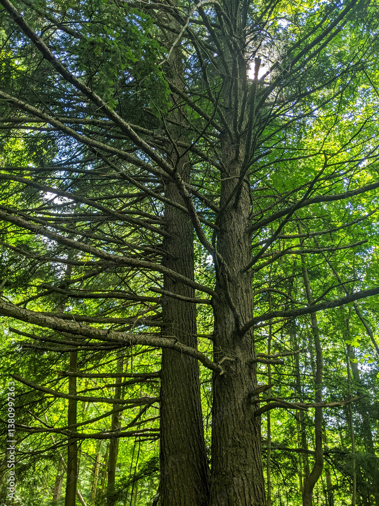 Obraz premium Sunlight filters through dense green foliage and branches of tall trees, creating a serene and peaceful forest scene, evoking feelings of tranquility and connection to nature’s beauty.