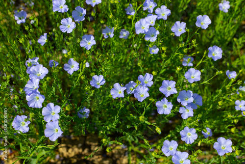 The field of blooming flax in summer