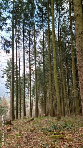 forest in autumn