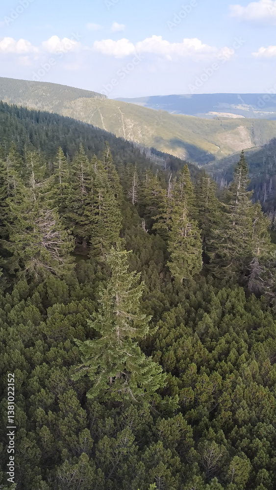 Majestic snezka mountain dominating the czech landscape with lush pine forests in august Majestic snezka mountain dominating the czech landscape with lush pine forests in august