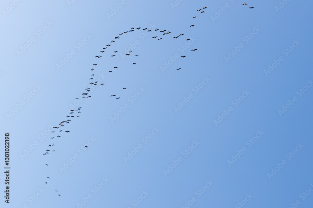 Obraz premium a wedge of cranes flying from the south