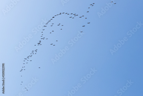 a wedge of cranes flying from the south