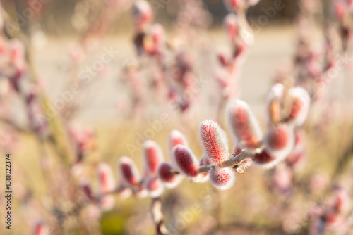 Spring bloomitg on the trees