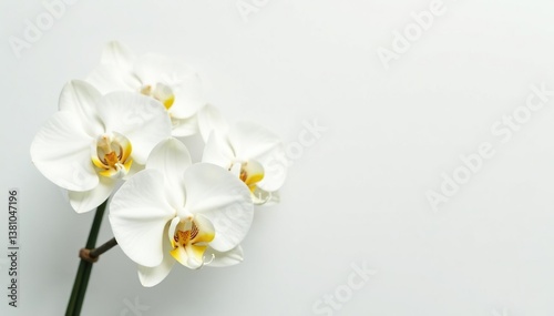 Close-up shot of pristine white orchids against a stark white backdrop , soft, elegance, seamless