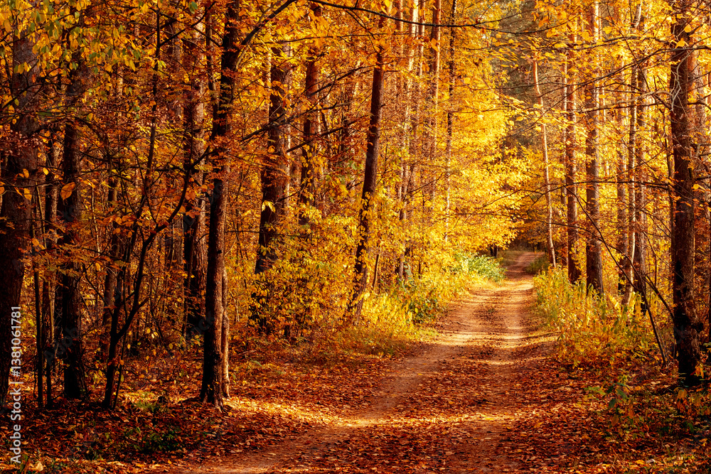 Obraz premium Road in the autumn forest. Autumn forest landscape.