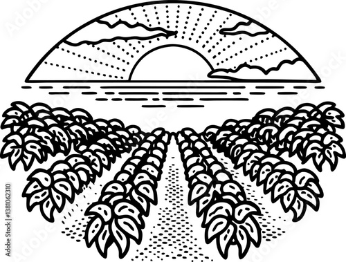 sunset over lush field rows nature's tranquility in black and white