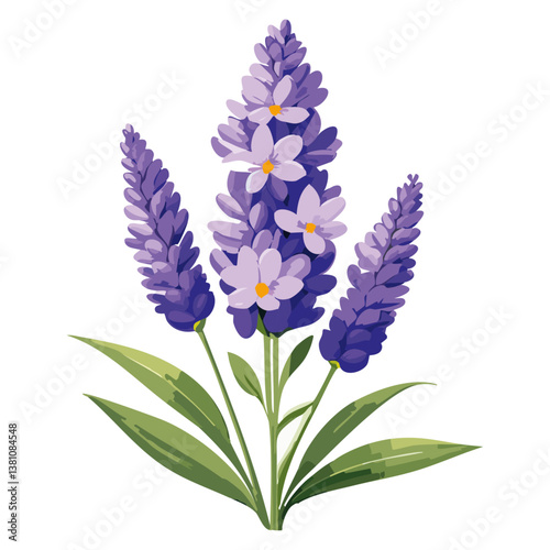 Lavender flowers bouquet vector illustration. Aromatic bunch of medicinal soothing herbs for essential oil production on isolated background