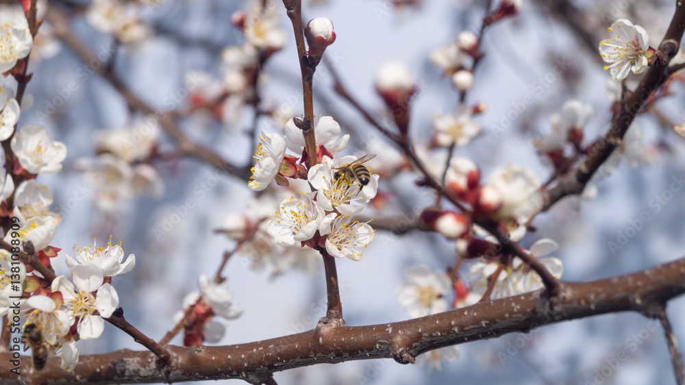 A bee collects nectar from a flowering apricot tree on a sunny day A bee collects nectar from a flowering apricot tree on a sunny day