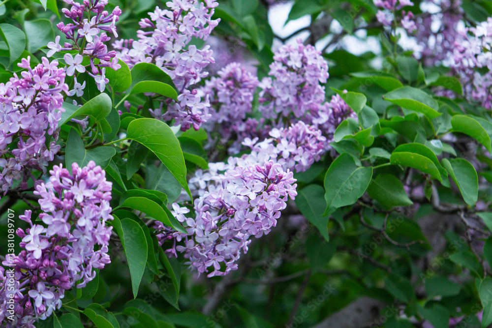 Branches of blooming lilacs in a spring park, selective focus.