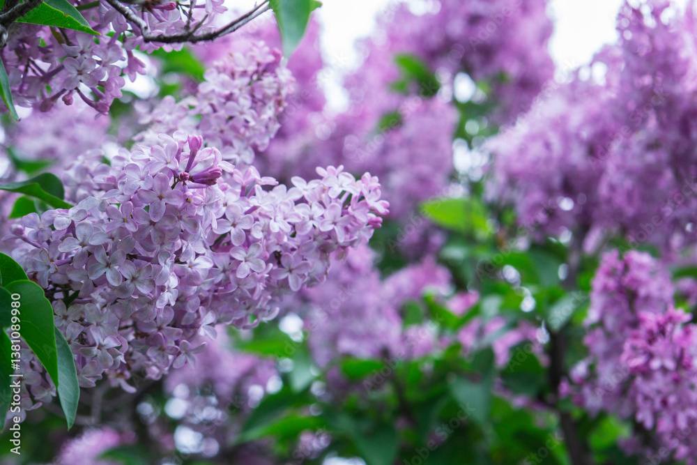 Branches of blooming lilacs in a spring park, selective focus.