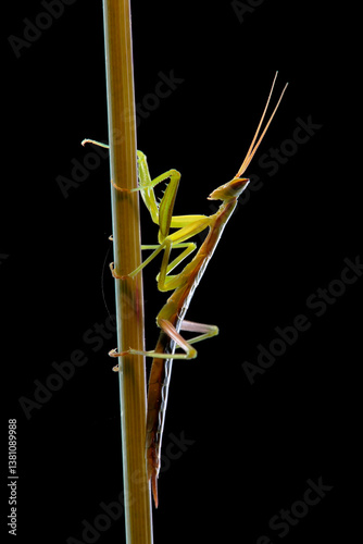 Mantis with backlight