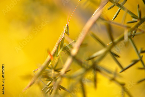 The bug walks among the branches