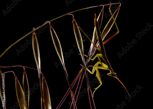 The bug walks among the branches