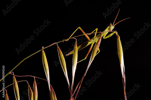The bug walks among the branches