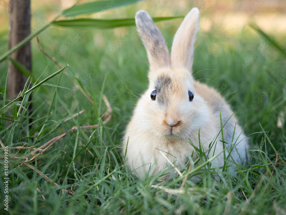 A rabbit at green meadow. Lovely action of young rabbit in field. A rabbit at green meadow. Lovely action of young rabbit in field.