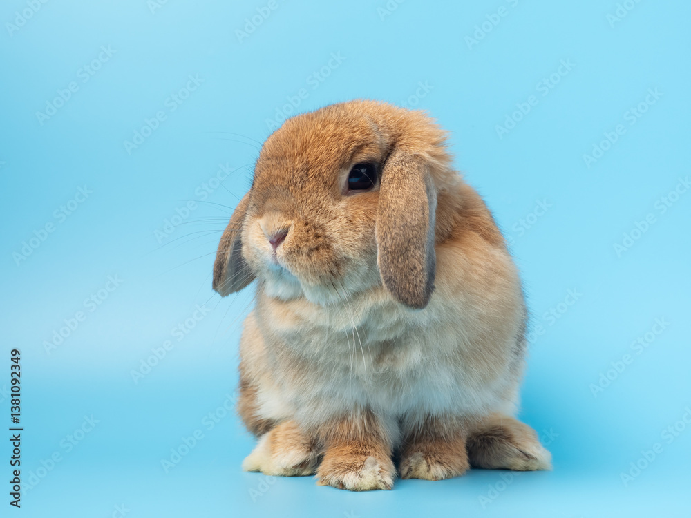 Cute baby holland lop rabbit sitting on blue background. Lovely action of young rabbit. Cute baby holland lop rabbit sitting on blue background. Lovely action of young rabbit.