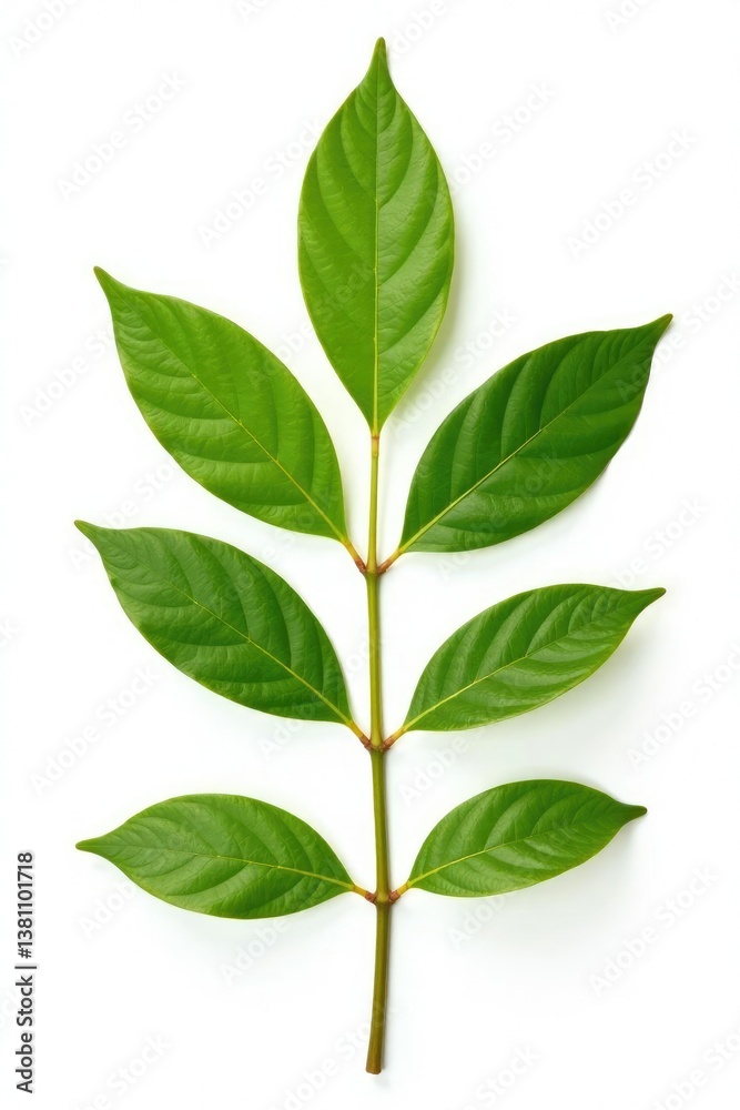 leaves and stems isolated on white background, nature, leaf leaves and stems isolated on white background, nature, leaf