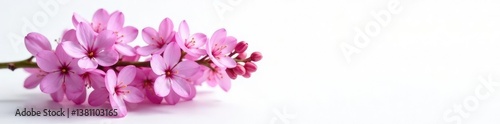 Lilac branch with delicate flowers against a soft white background, branches, white background, lilac