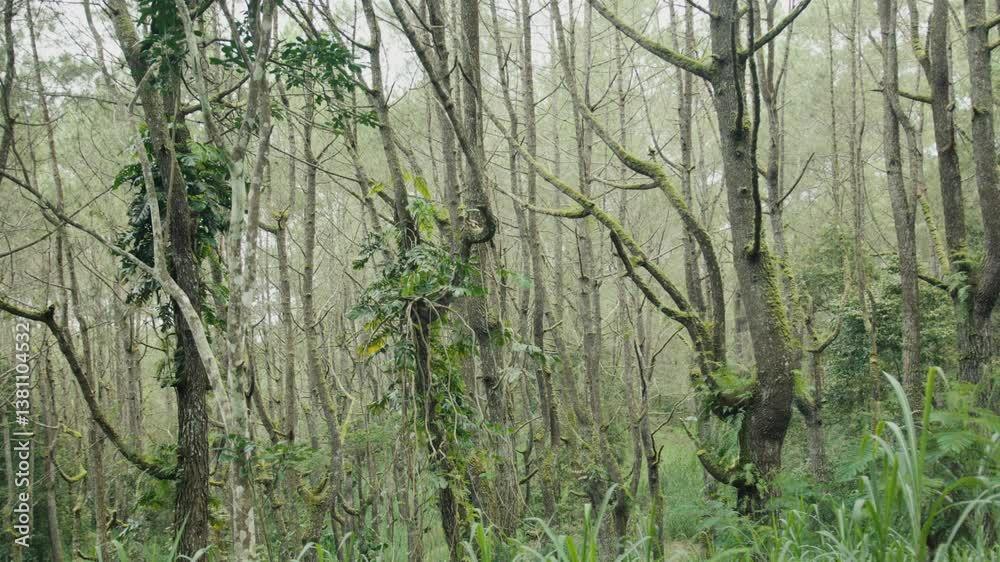 Misty forest landscape with lush green undergrowth Misty forest landscape with lush green undergrowth