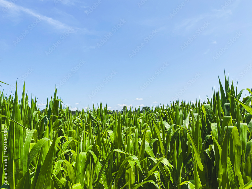 Fototapeta premium corn field against blue sky