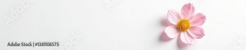 Single flower on white background with shadows, bloom, delicate