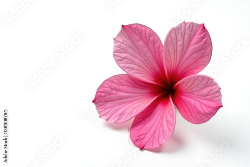 Single isolated blossom on a plain white background, petals, blossoms