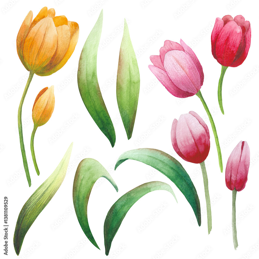 Obraz premium Spring flowers. Red, yellow tulips on a white background. Floral set. Watercolor illustration. Watercolor collection of tulips.