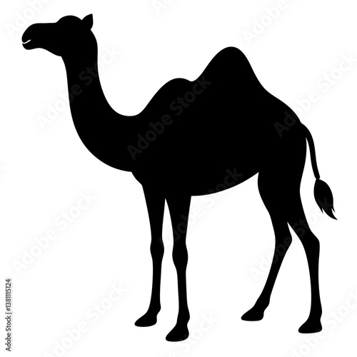 camel in desert