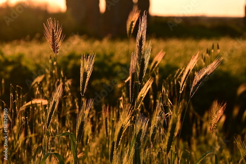Fototapeta Naklejka Na Ścianę i Meble -  wheat field at sunset