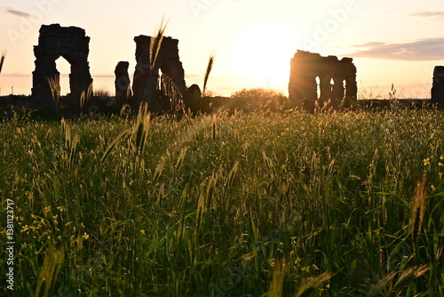 sunset over the field