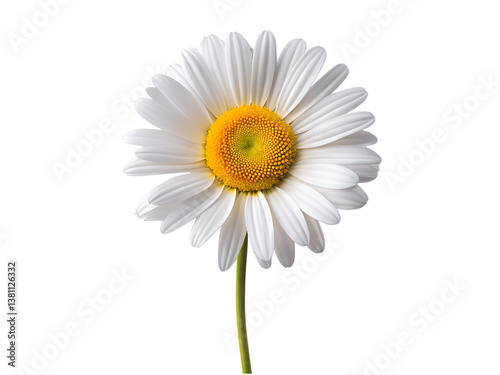 Wallpaper Mural A single daisy, delicate and pristine, embodies purity and summer's gentle grace against a stark white backdrop. Torontodigital.ca